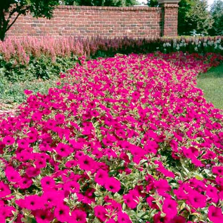 Unbranded Petunia Wonder Wave Purple Plants Pack of 18 Pot