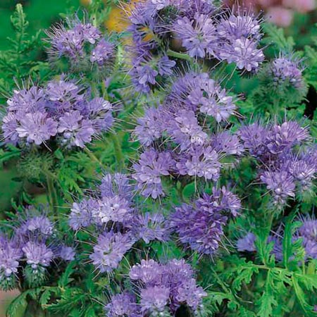 Unbranded Phacelia tanacetifolia Seeds Average Seeds 900