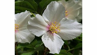 Unbranded Philadelphus Plant - Belle Etoile