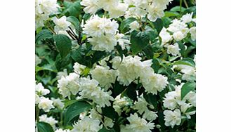 Unbranded Philadelphus Plant - Virginale