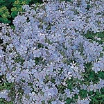 Unbranded Phlox Clouds of Perfume