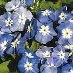 Unbranded Phlox drummondii Blue Lagoon Seeds