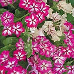 Unbranded Phlox Drummondii Starry Starry Eyes Seeds