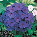 Unbranded Phlox Paniculata Nicky 285752.htm