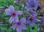 Phlox