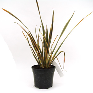 Unbranded Phormium Alison Blackman  New Zealand Flax