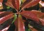 Photinia