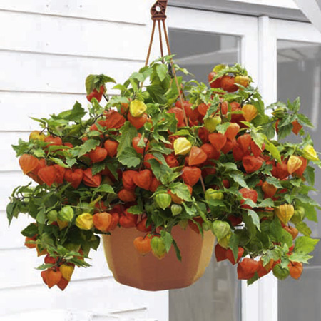 Unbranded Physalis Halloween Queen Plants Pack of 5 Bare