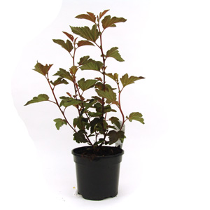 Unbranded Physocarpus opuliolius Diablo DOr - Nine Bark