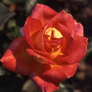 Unbranded Piccadilly Hybrid Tea Rose