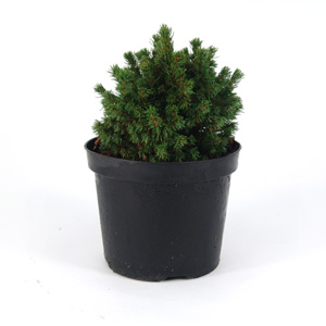 Picea glauca