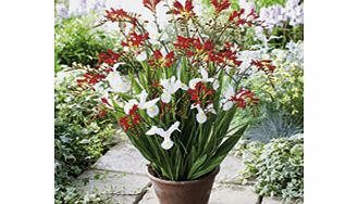 Unbranded Plant-o-Mat Classic - Crocosmia/Iris