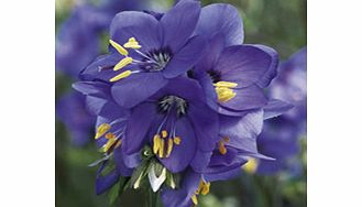 Unbranded Polemonium yezonense Plant - Bressingham Purple