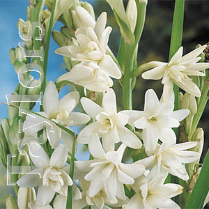 Unbranded Polianthes Tuberosa Bulbs