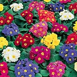 Unbranded Polyanthus Crescendo F1 Seeds 427755.htm