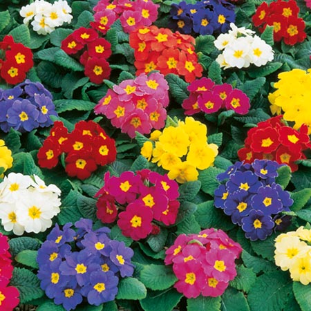 Unbranded Polyanthus Crescendo F1 Seeds Average Seeds 30