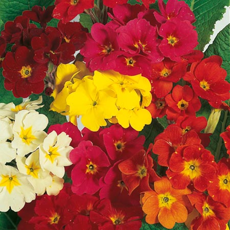 Unbranded Polyanthus Dobies Superb Mixed Seeds Average