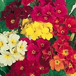 Unbranded Polyanthus Dobies Superb Mixed Seeds