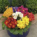 Unbranded Polyanthus Pioneer F1 Easiplants 479521.htm