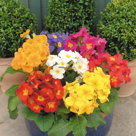 Unbranded Polyanthus Pioneer F1 Plants Pack of 20 Easiplants