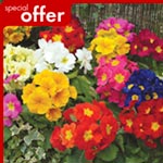 Unbranded Polyanthus Pioneer Plants