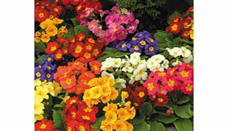 Unbranded Polyanthus Plants - F1 Spring Fever