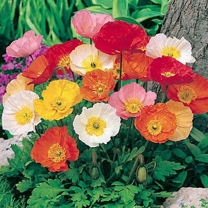 Poppy - Iceland Poppy Seeds