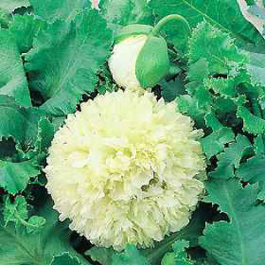 Unbranded Poppy Applegreen Seeds