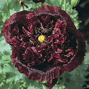 Unbranded Poppy Black Peony Seeds