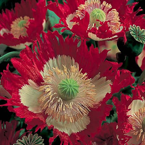 Poppy Danish Flag Seeds