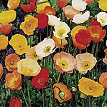 Unbranded Poppy Garden Gnome Plants 488411.htm