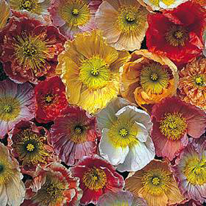 Unbranded Poppy Oregon Rainbows Seeds