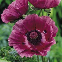 Unbranded Poppy Oriental Patty`s Plum