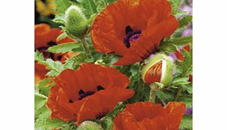 Unbranded Poppy oriental Plant - Allegro