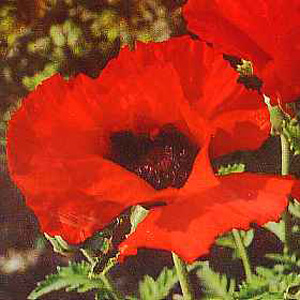 Unbranded Poppy Orientale Brilliant Seeds