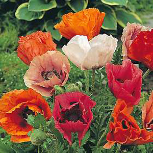 Unbranded Poppy Orientale Pizzicato Seeds