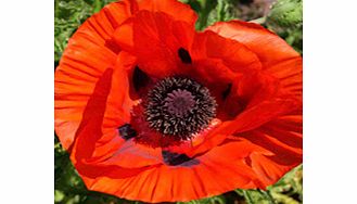 Unbranded Poppy Plants - Brilliant