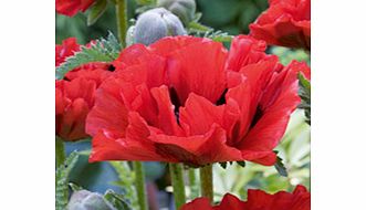 Unbranded Poppy Plants - King Kong