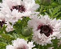 Unbranded Poppy Plants - Miss Piggy