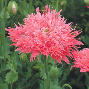 Poppy Venus Seeds