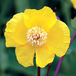 Unbranded Poppy Yellow Dicranostigma Seeds