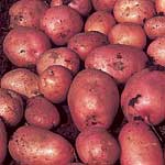 Unbranded Potato Maxine - 3 kg