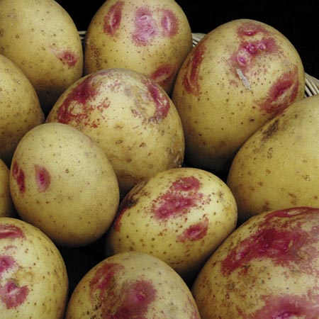 Unbranded Potato Picasso - 3 kg 3 kg