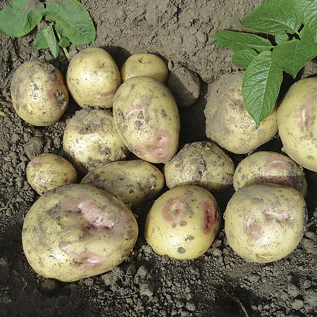 Unbranded Potato Sunrise - 3kg 3kg