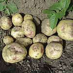 Unbranded Potato Sunrise - 3kg