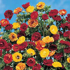 Unbranded Potentilla Fireball Mixed Seeds