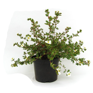 Unbranded Potentilla fruticosa Abbotswood