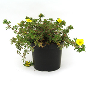 Unbranded Potentilla fruticosa Elizabeth - Shrubby