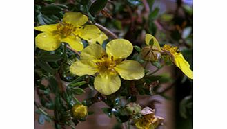 Unbranded Potentilla Fruticosa Plant - Elizabeth