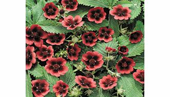 Unbranded Potentilla Plant - Monarchs Velvet